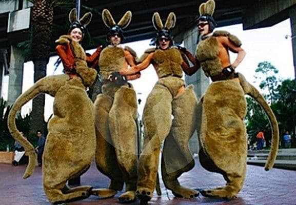 Stilt Kangaroos