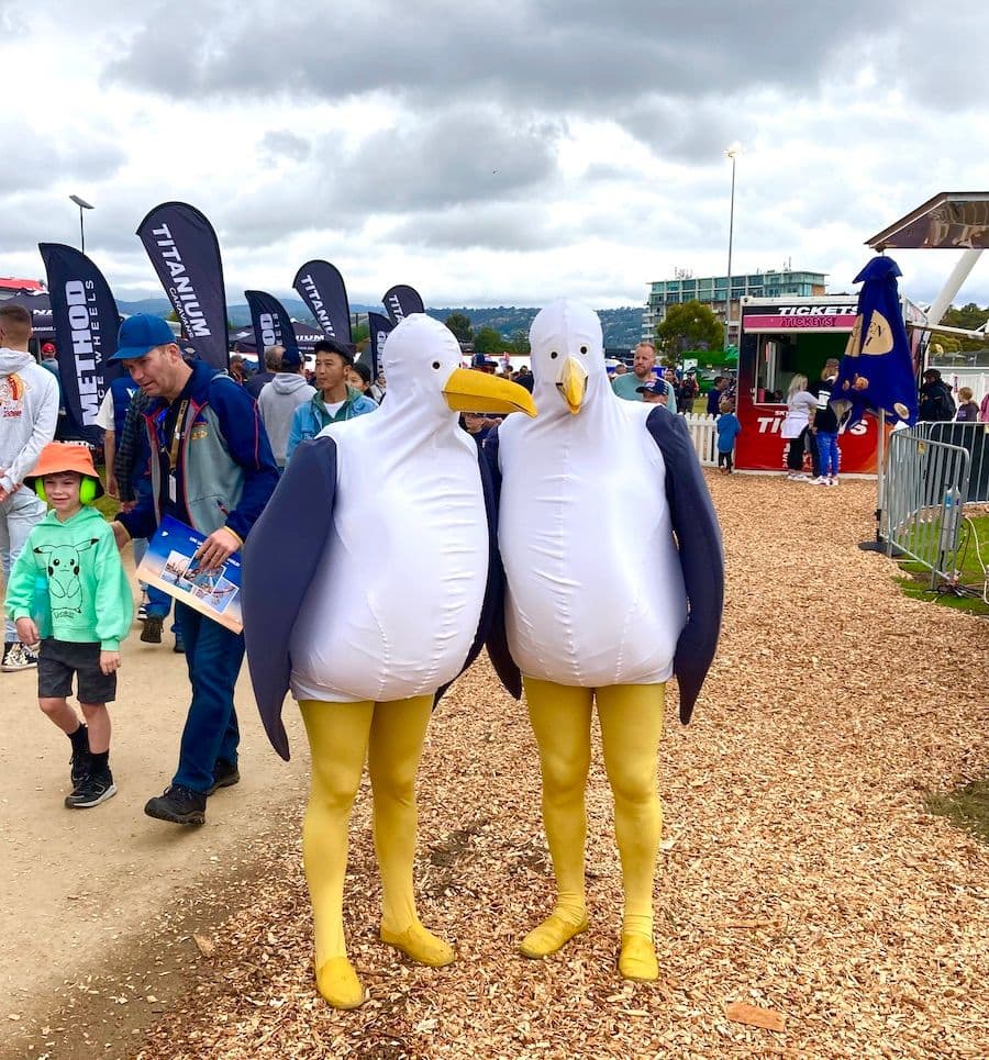 Roving Giant Seagulls