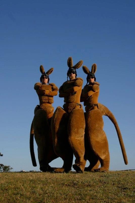 Stilt Kangaroos