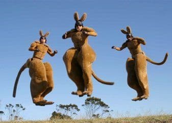 Stilt Kangaroos